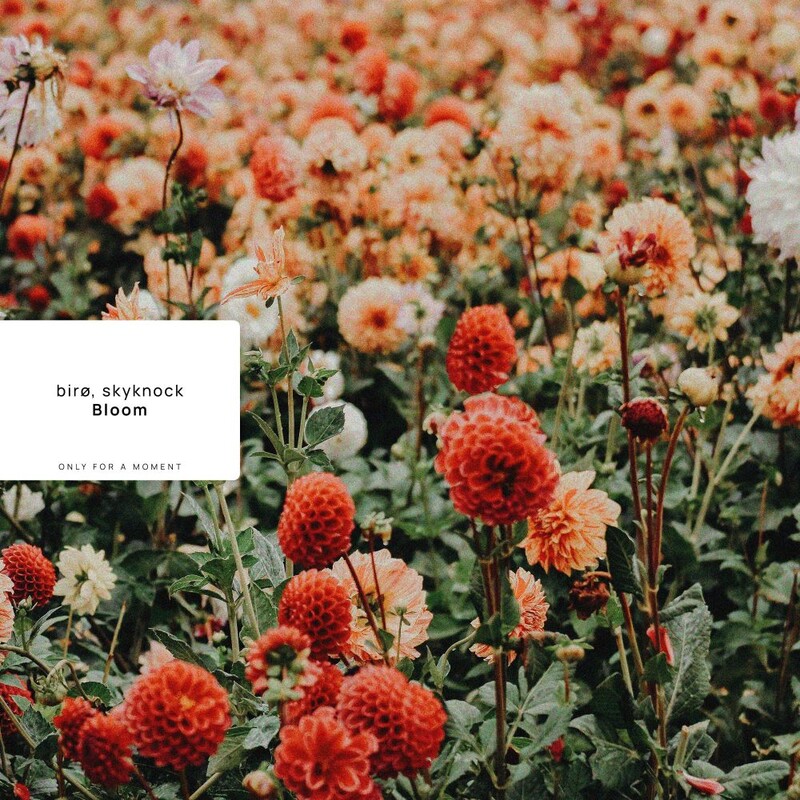 bir&oslash; & Skyknock - Bloom (Original Mix)